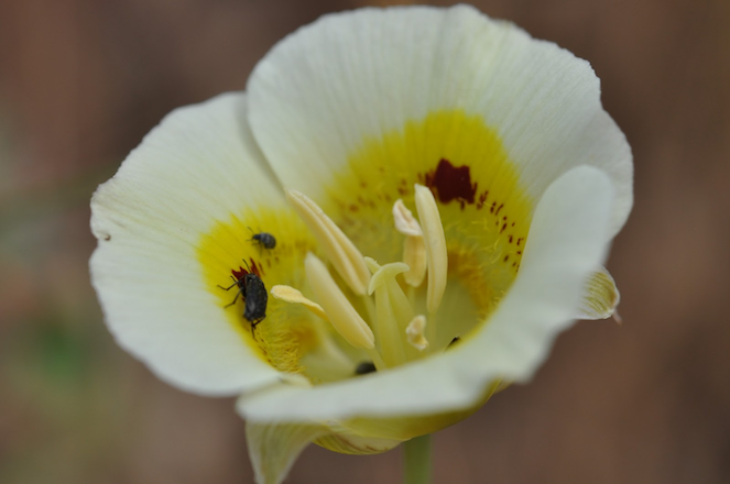 Bugs on Yellow Mariposa Lily